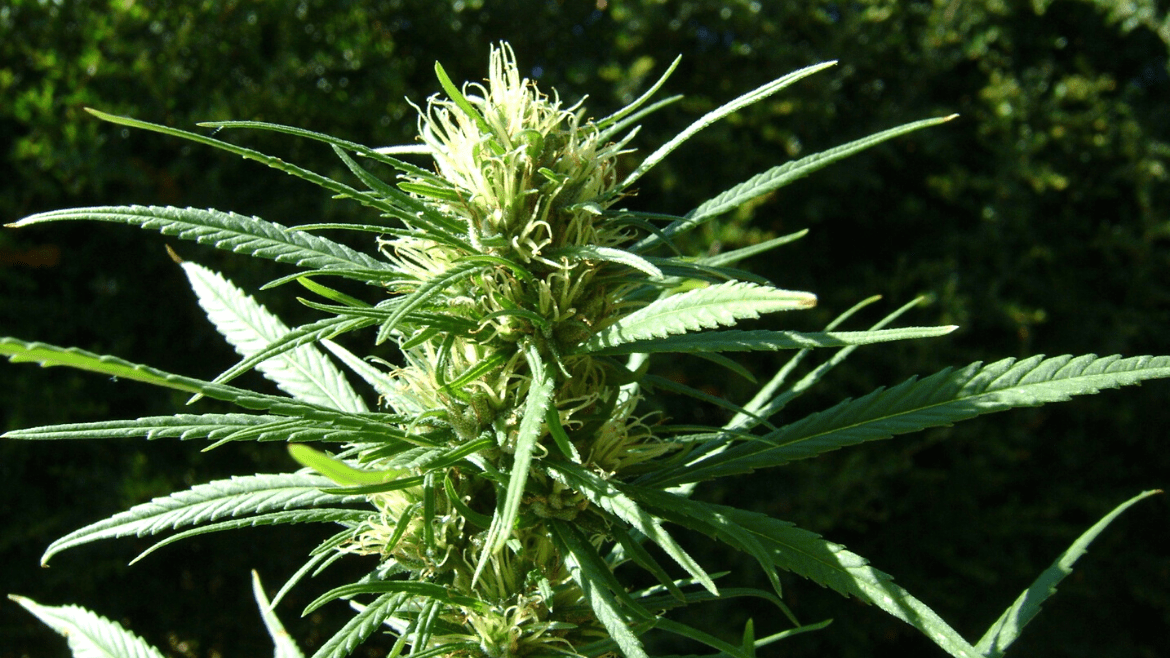 Colombia Medical Cannabis